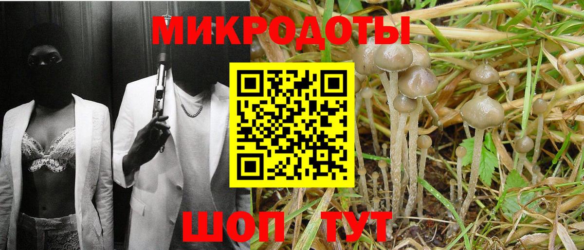 Псилоцибиновые грибы Psilocybe Москва